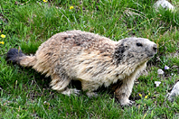Marmota marmota